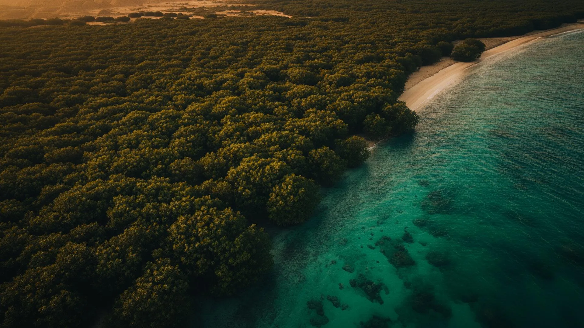 Aerial view of Oman's mangrove coastline